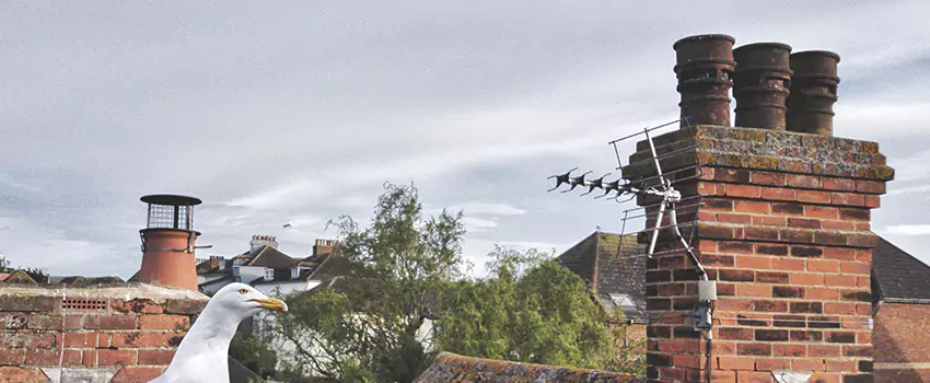Chimney Cleaning And Restoration in West Chandler, Arizona